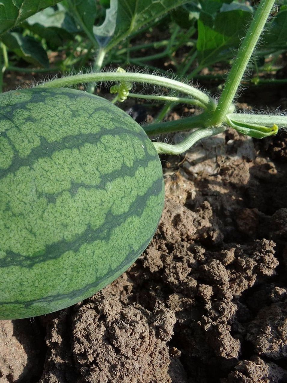 İkili Paket